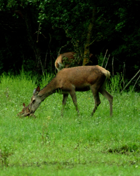 Tenerezze di mamma cervo